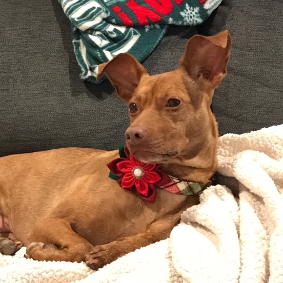 Meet your Posher, Deb - Picture 3 of 5